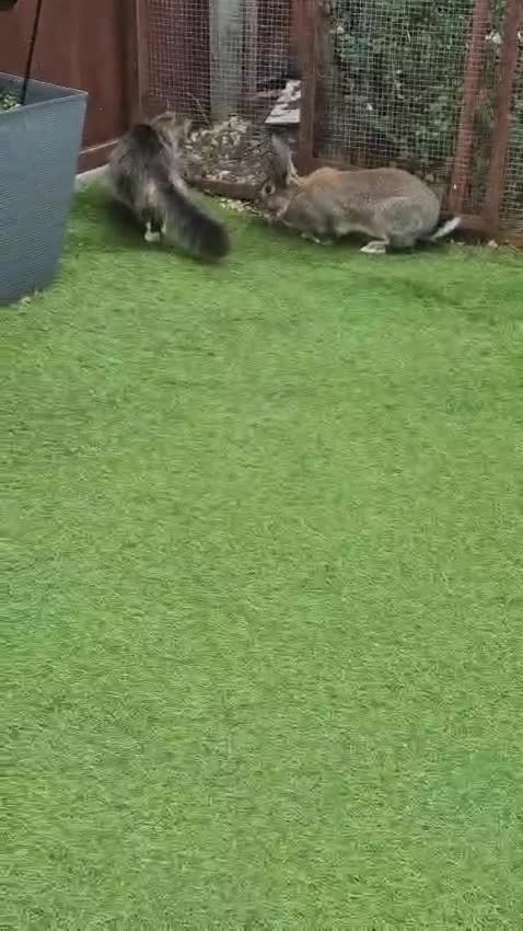 Continental Giant rabbits for sale: Male rabbit  - Video 2