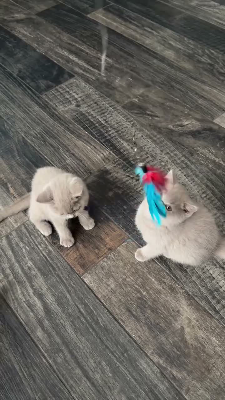 British Shorthair cats for sale: GCCF Registered BH Kittens 2 female Left - Video 1