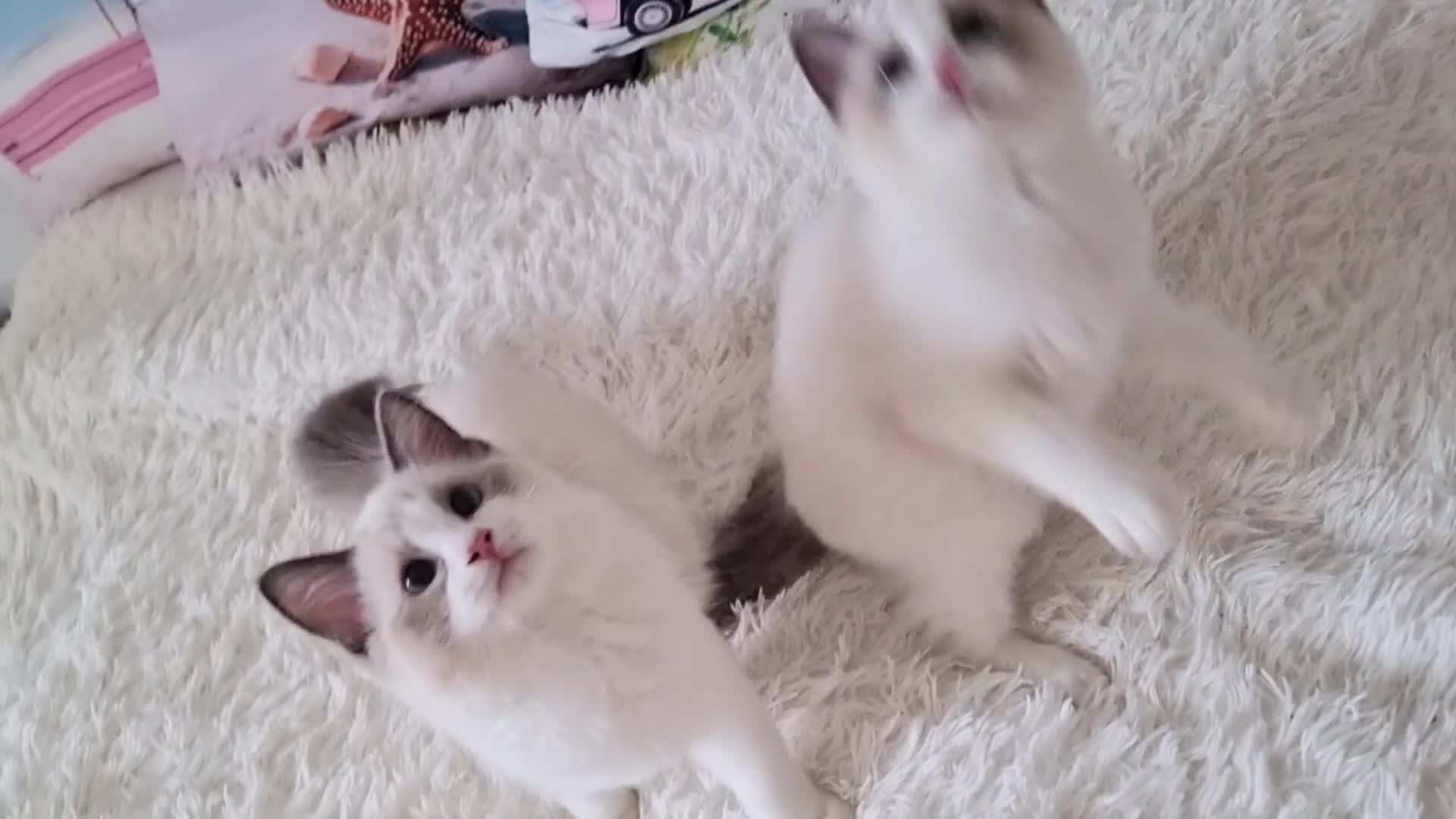 Ragdoll cats for sale: 💕Beautiful TICA Ragdolls Kittens 💕 - Video 3