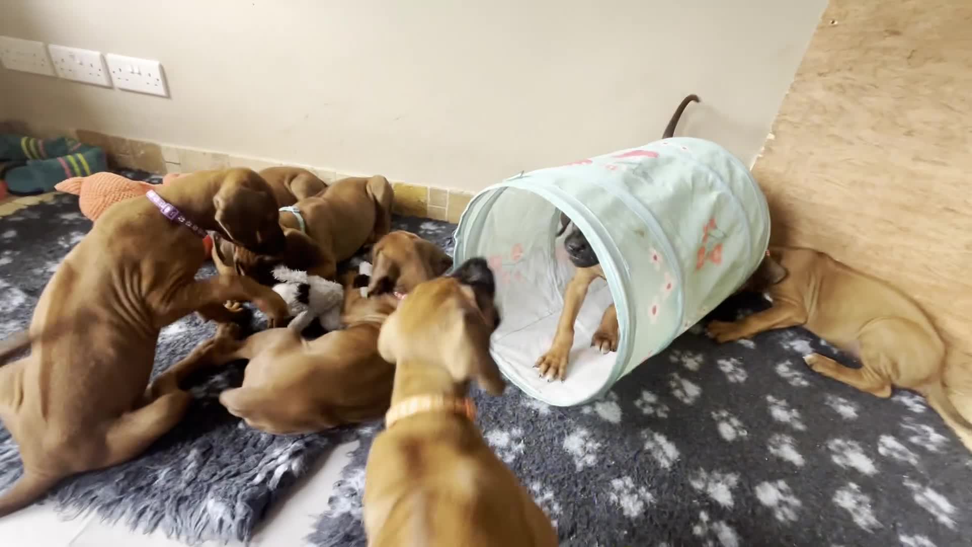 Rhodesian Ridgeback dogs for sale: Ridgeback: Chunky, Large Paws and Full Ridges  in Buckley - Video 2