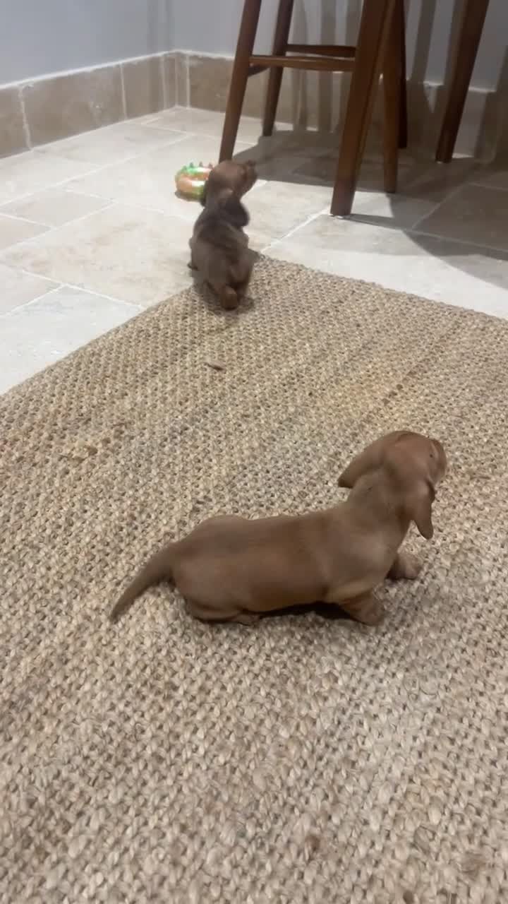 Dachshund dogs for sale: READY NOW OUTSTANDING PUPPIES  - Video 1