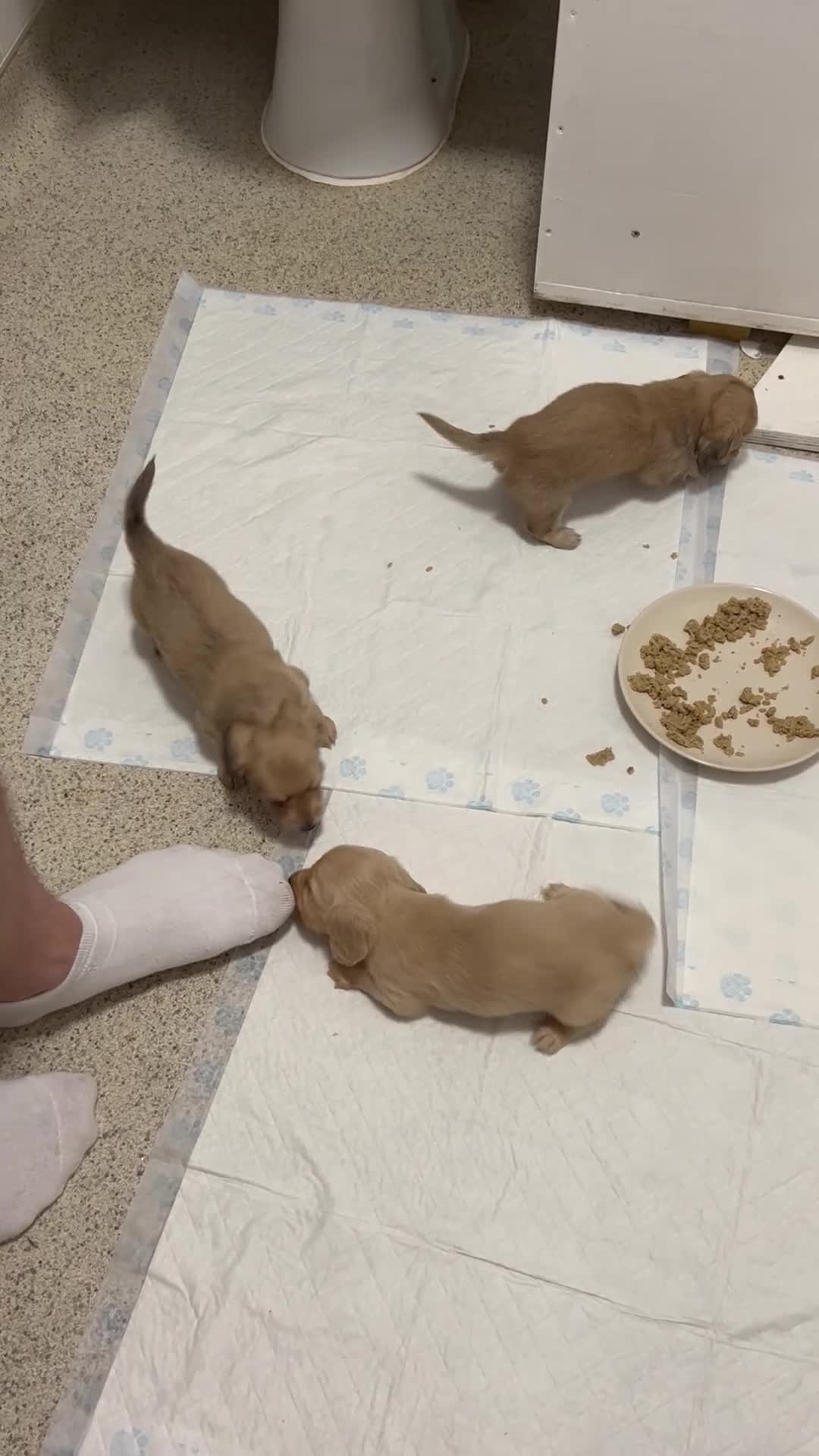 Miniature Dachshund dogs for sale: **One boy left**Cream miniature dachshunds - Video 2