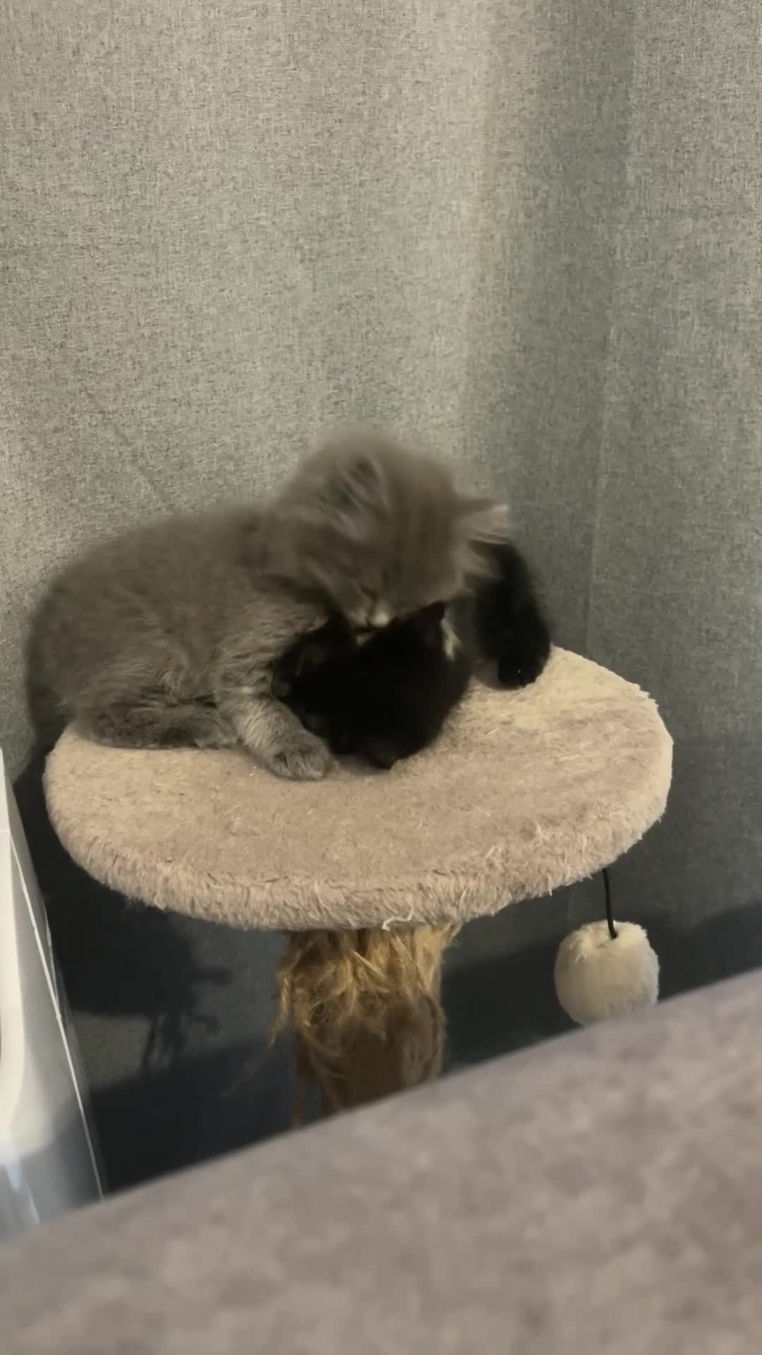 British Shorthair cats for sale: 🌟Gorgeous Male British Shorthair Kitten 🌟 - Video 2