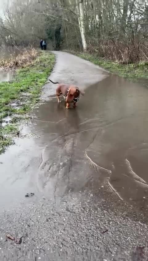 Dachshund dogs for stud: Miss s pike - Video 1