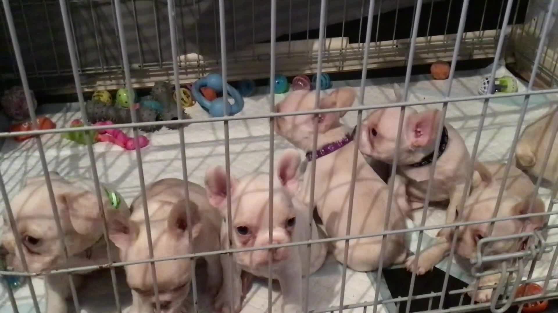 French Bulldog dogs for sale: French bulldog puppies  - Video 1
