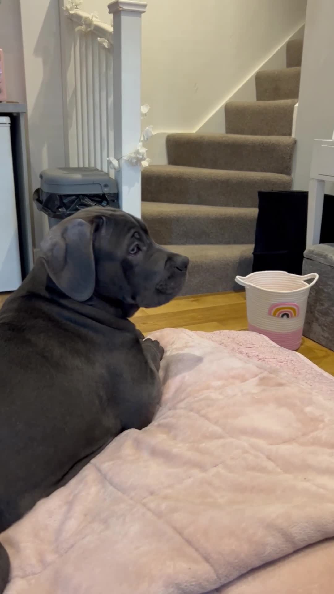 Cane Corso dogs for sale: Cane Corso 4months female  - Video 1