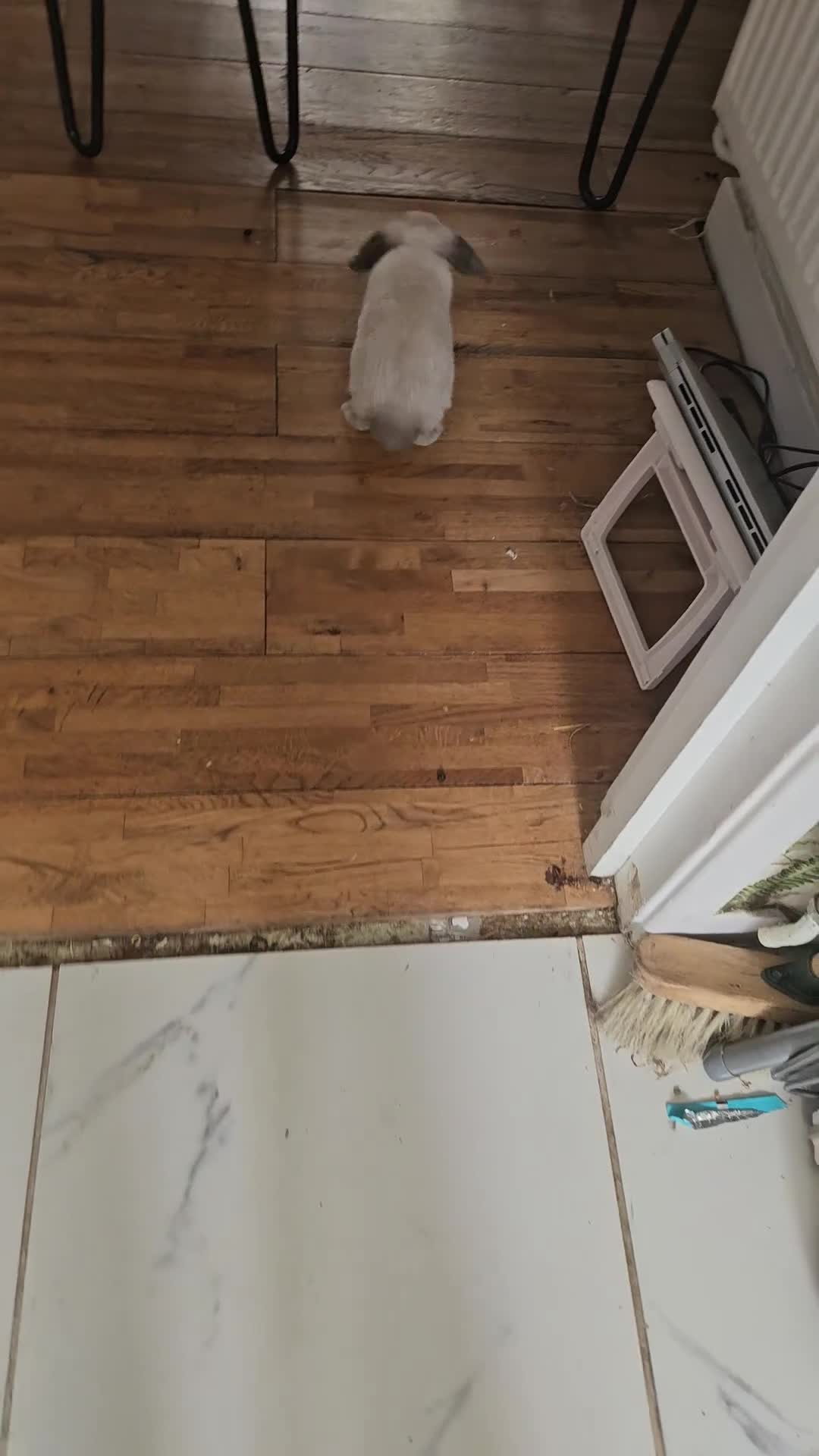 Mini Lop rabbits for sale: Exceptional Blue Point Purebred mini lop in Ipswich - Video 1