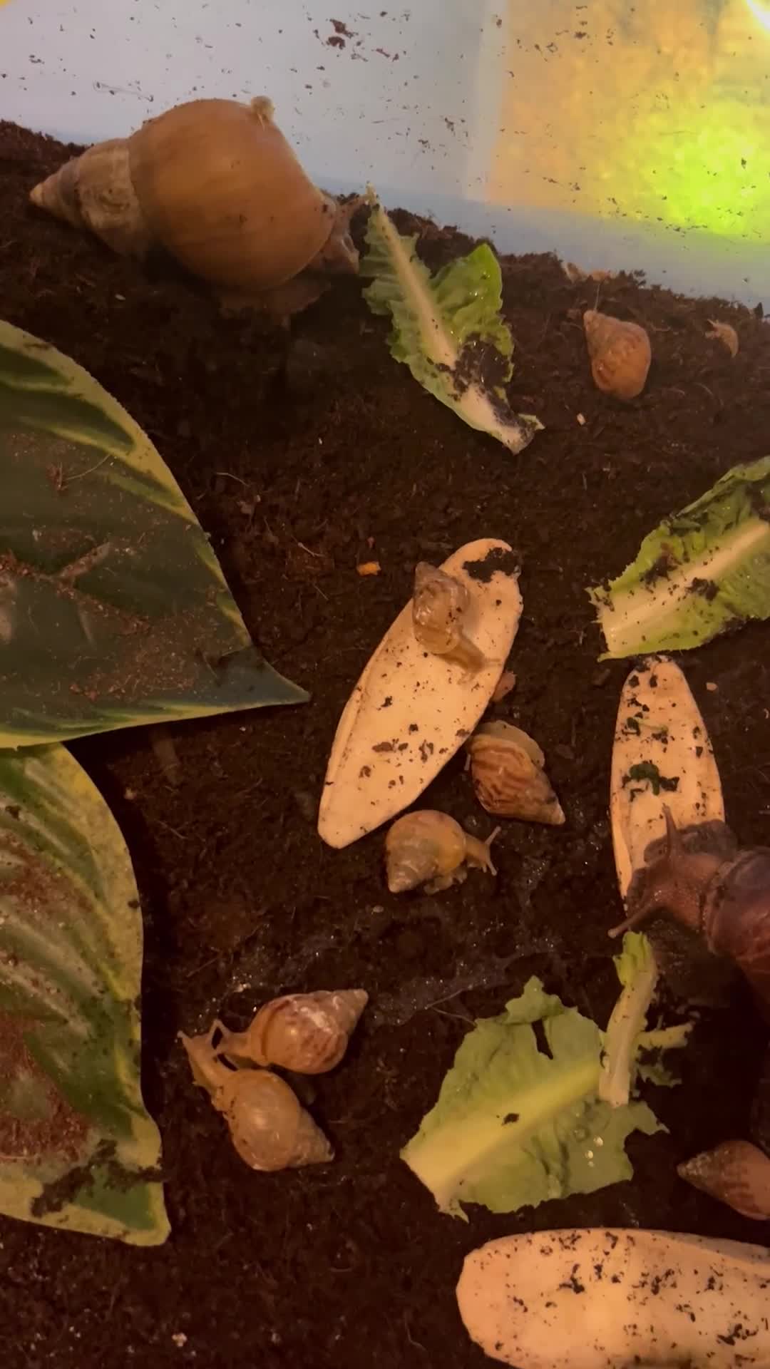 Snails invertebrates for sale: 12 healthy baby giant African land snail baby’s  - Video 1
