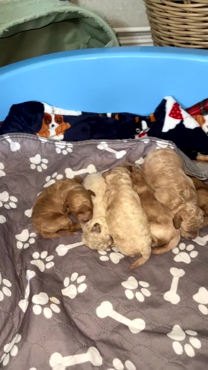 Cavapoo dogs for sale: Beautiful litter of f2 cavapoo puppies  in Rochdale - Video 2