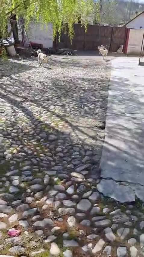 Mixed Breed dogs for adoption: 🐶 Meet AKY !  A Lovely Boy for a Loving Home - Video 5