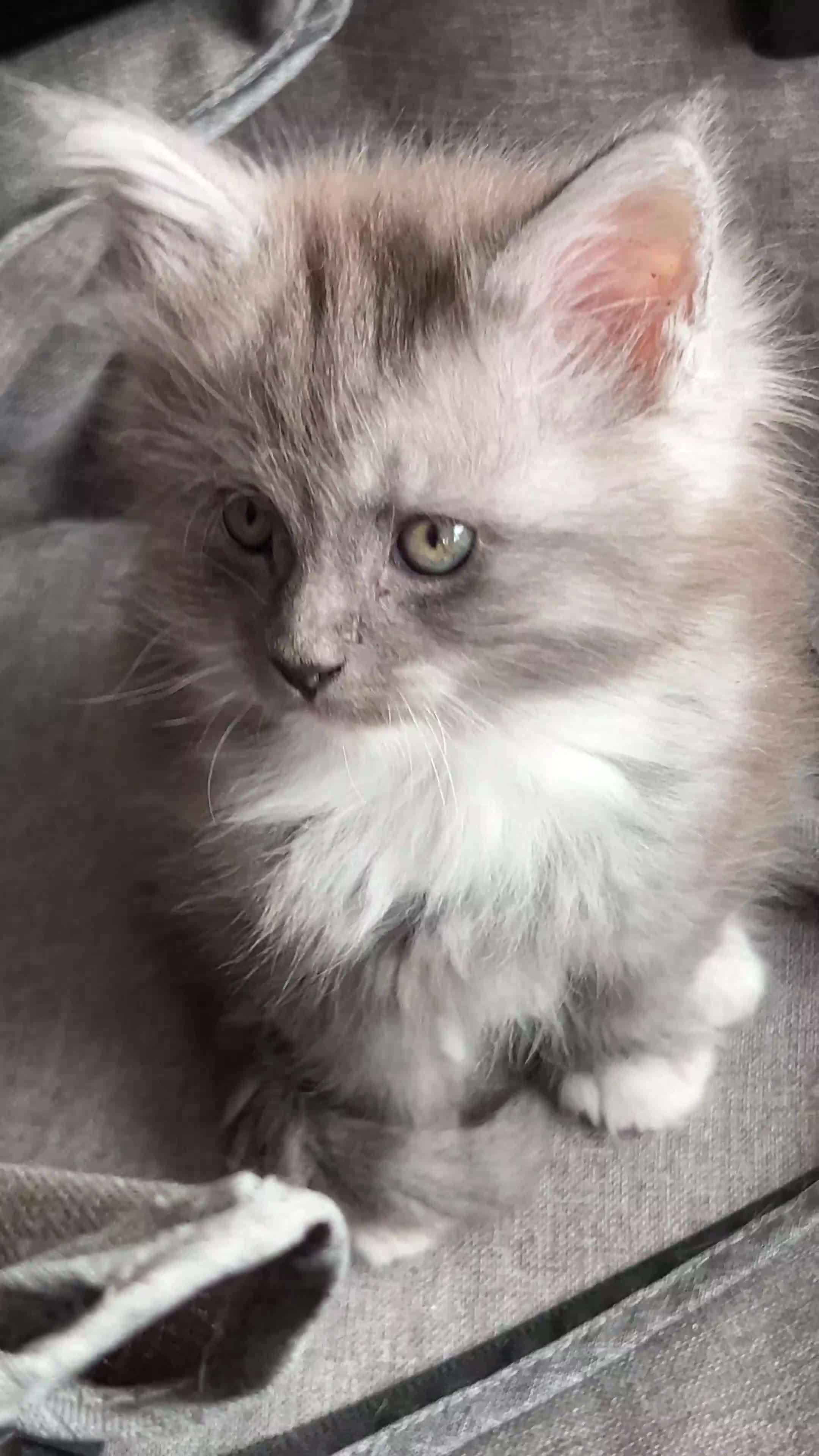 Maine Coon cats for sale: Adorable Smoky Silver Maine Coon Kitten - Video 1