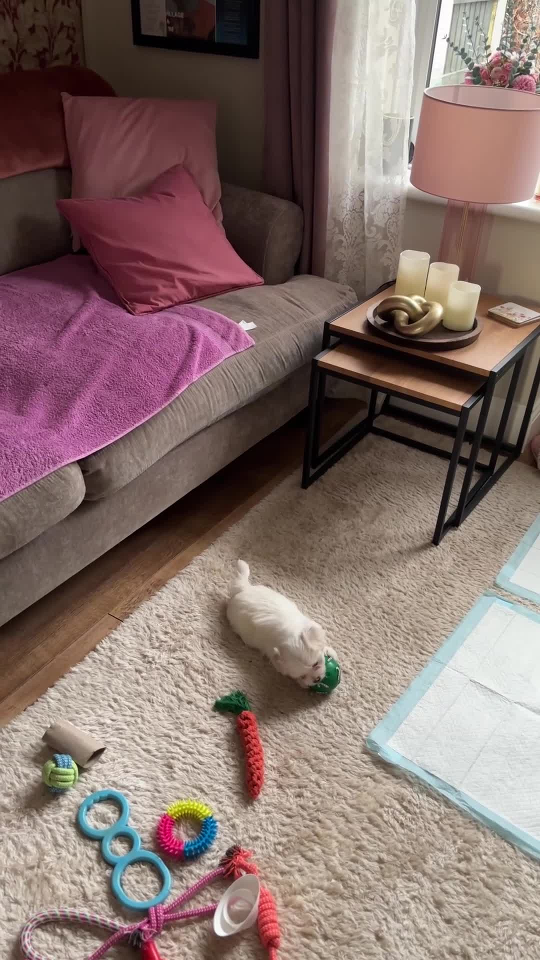 Maltese dogs for sale: Maltese babies - Video 2