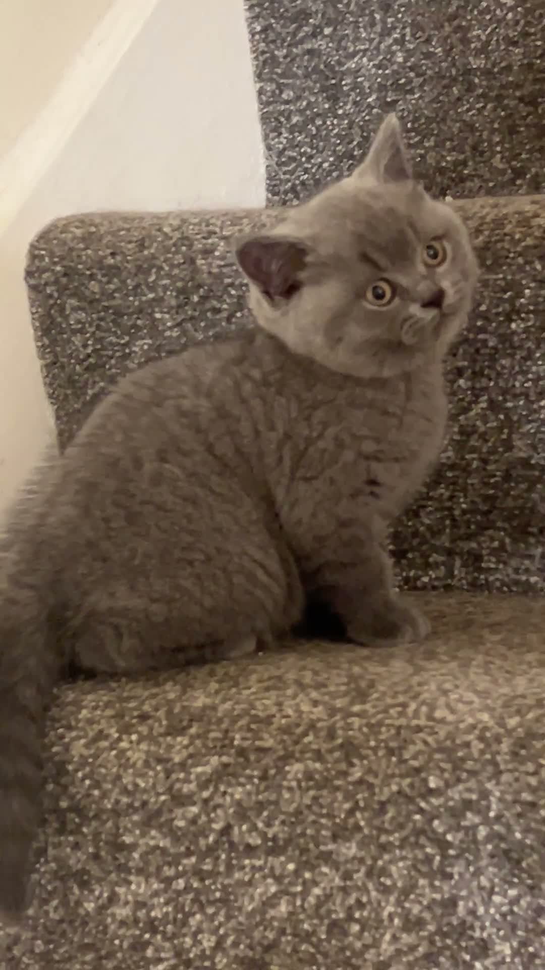 British Shorthair cats for sale: Stunning Full pedigree BSH KITTENS ( GCCF REG )  - Video 3