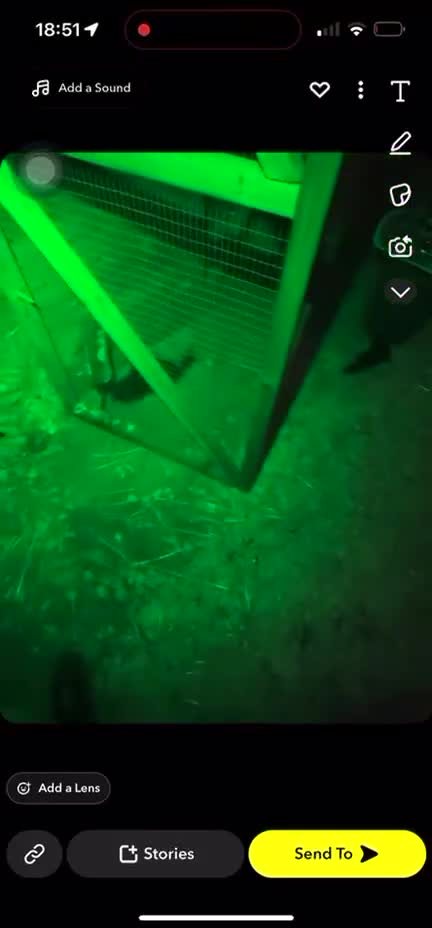 Ferret rodents for sale: Solid black hob kits  - Video 2