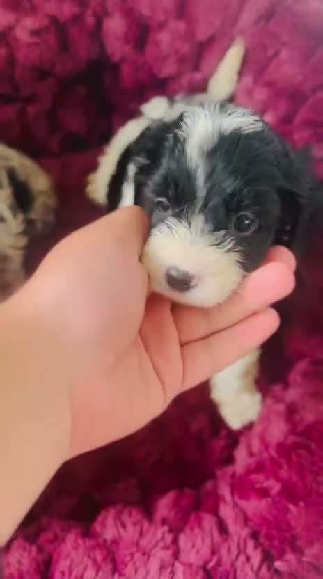 Boxer dogs for sale: Healthy & Playful Boxer Puppies Available Now - Video 1