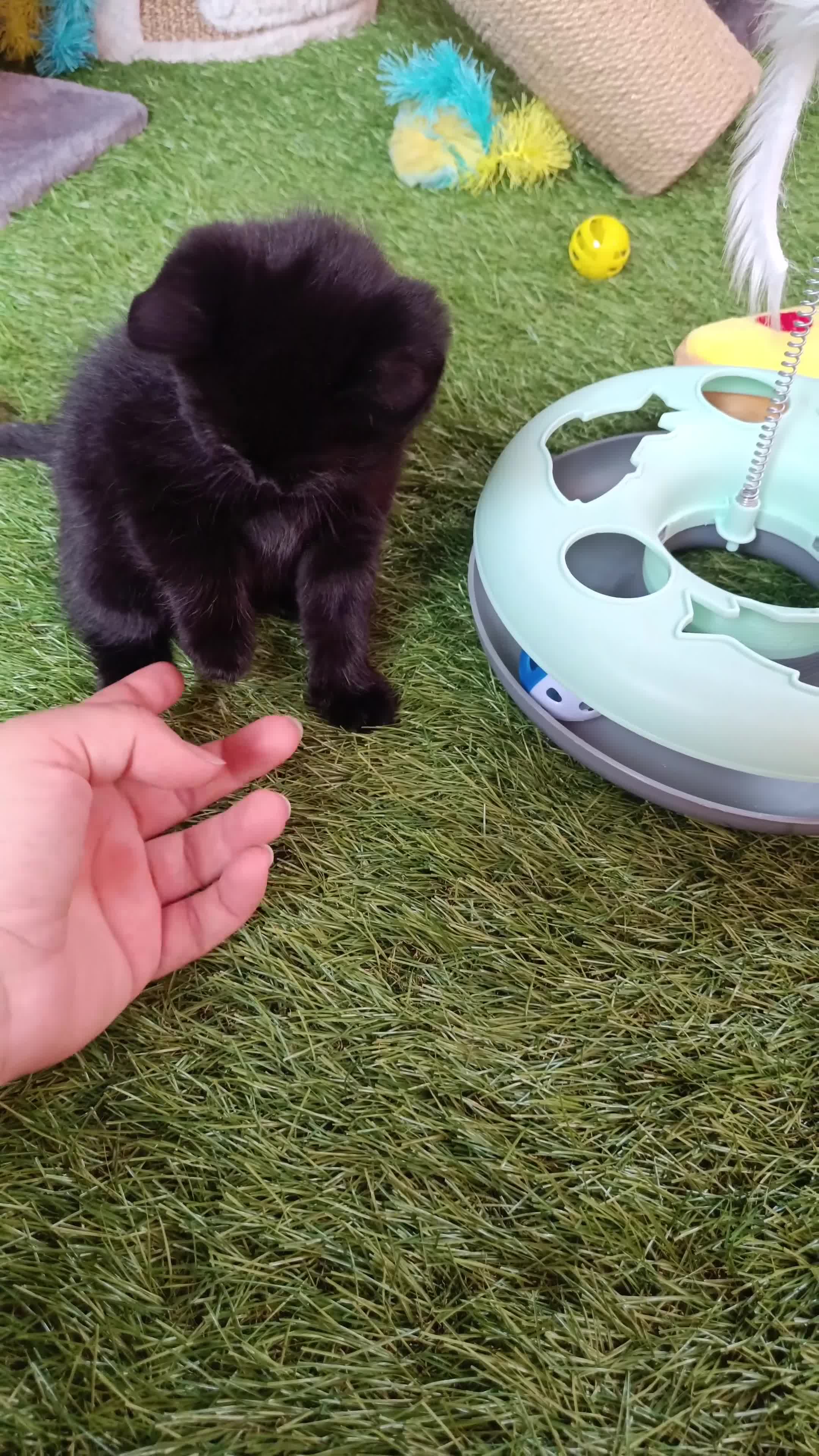 British Shorthair cats for sale: British shorthair x - Video 3