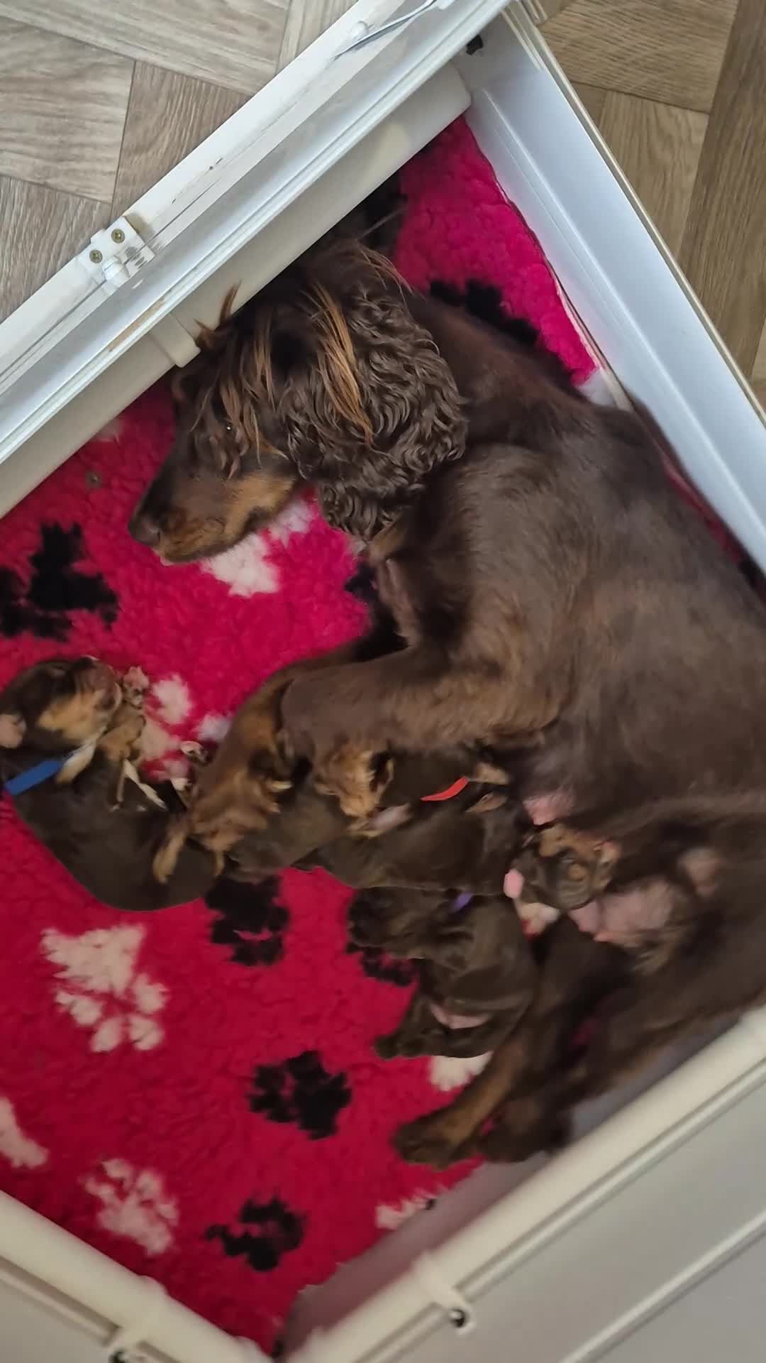 Cocker Spaniel dogs for sale: LAST BOY RED COLLAR 🔴 - Video 1