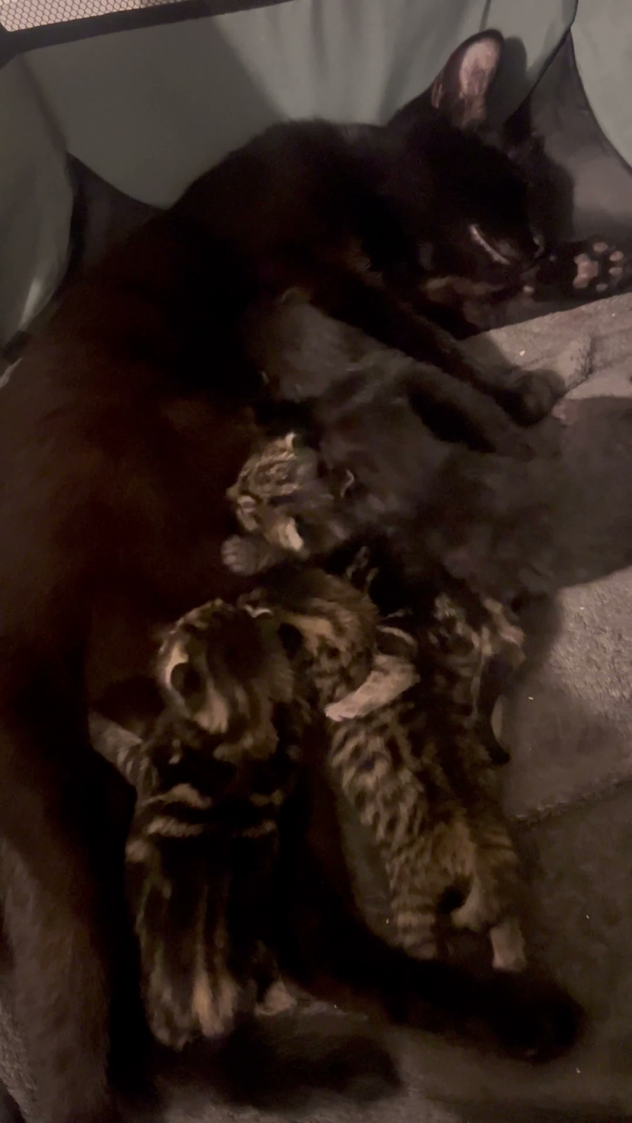 Mixed Breed cats for sale: AFFECTIONATE KITTENS ! READY FOR NEW HOME in London - Video 1