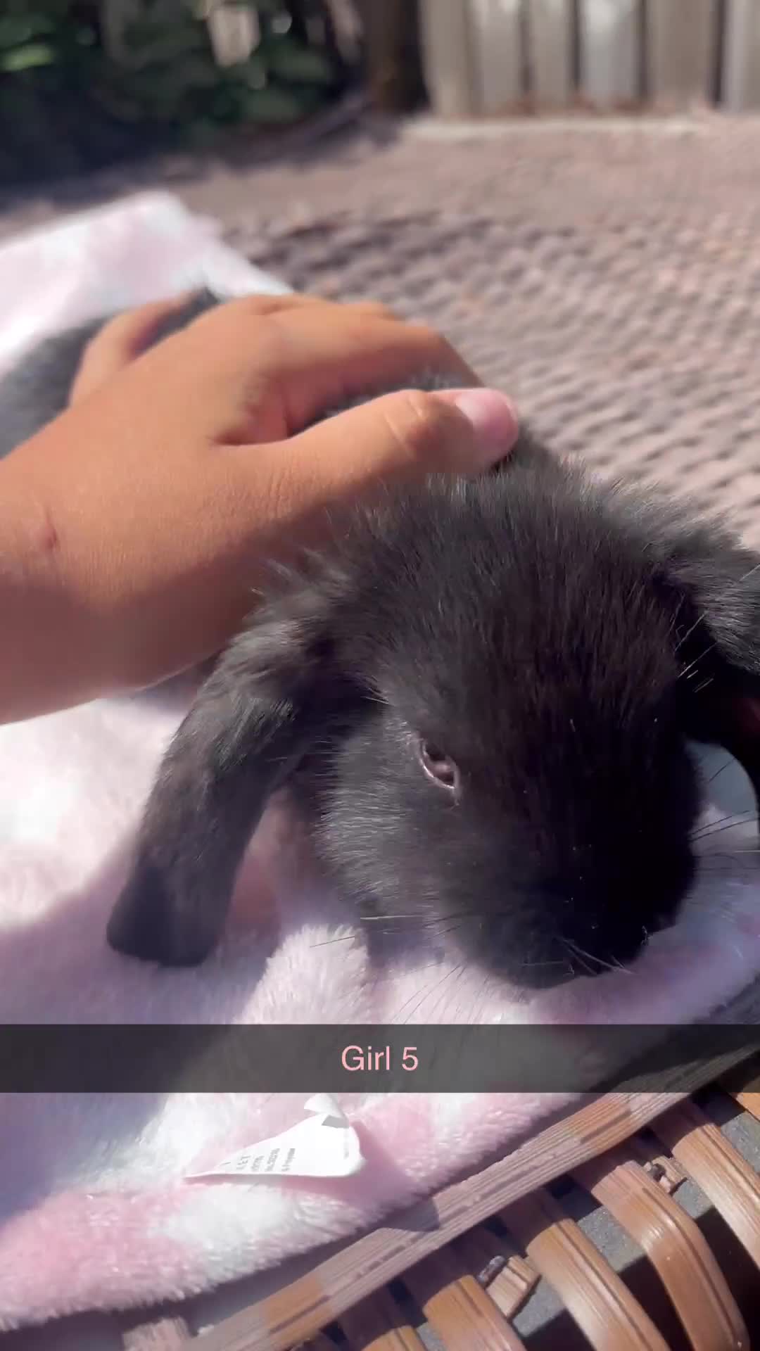 Mini Lop rabbits for sale:  8 Mini lop babies!! - Video 2