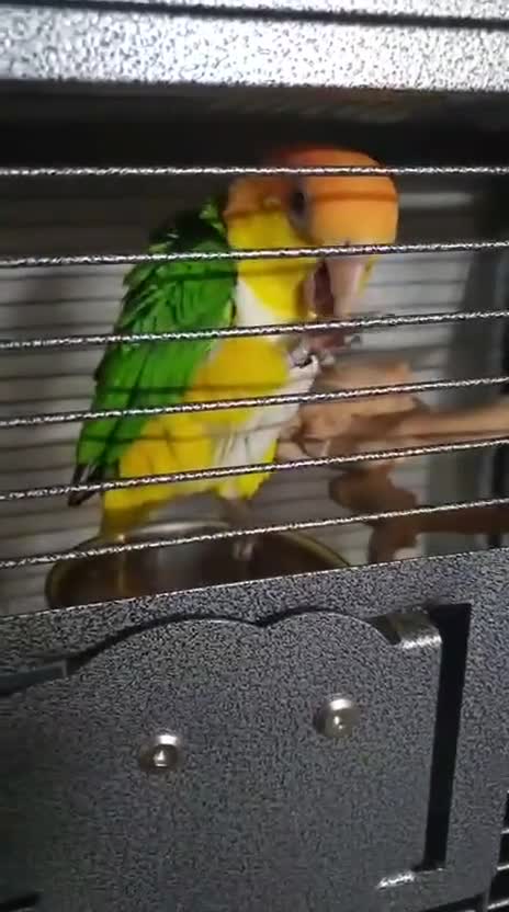 Parrots birds for sale: Beautiful white-bellied Caique ❤️♥️💖 - Video 1