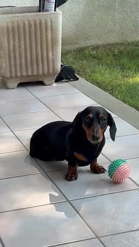 Dachshund dogs for stud: Malcolm - Video 5