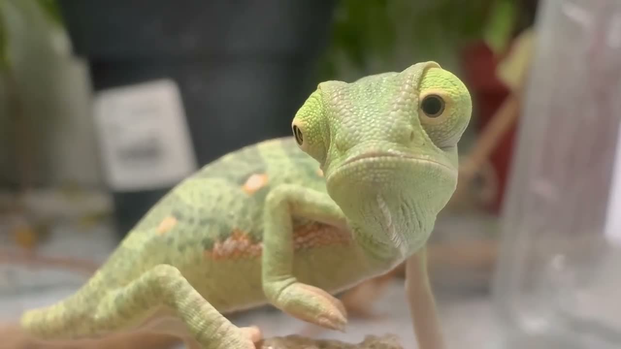 Chameleon reptiles for sale: Yemen Chameleon Babies ✅ 🦎 in Dunmow - Video 1