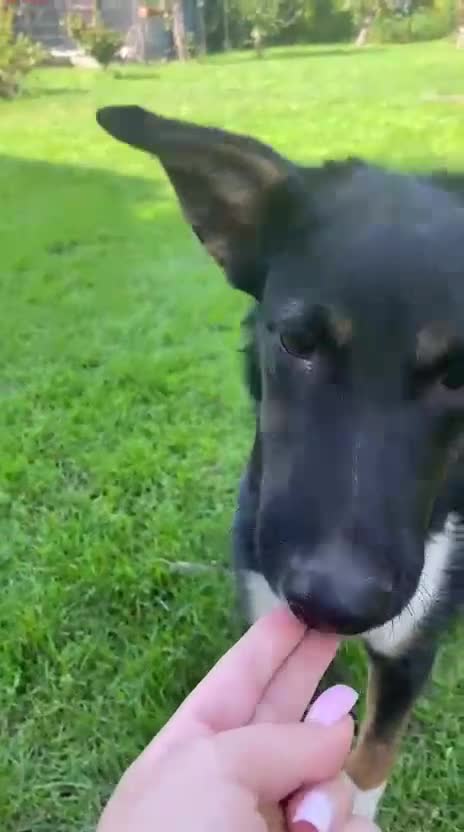 Mixed Breed dogs for adoption: URGENT: ❤️LINDA- 9 months old medium-to-large❤️ - Video 1