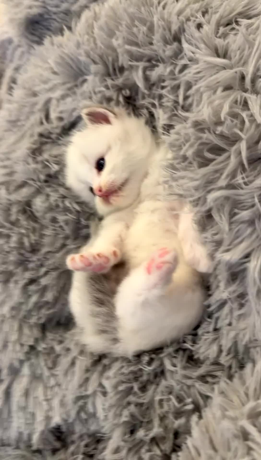 Ragdoll cats for sale: Blue Bi Colour Lynx Boys (European) - Video 1