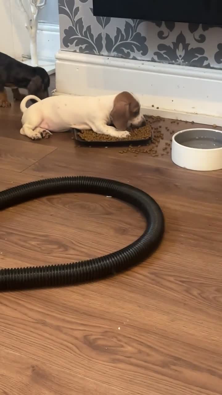 Miniature Dachshund dogs for sale: One last female left for her forever home - Video 3