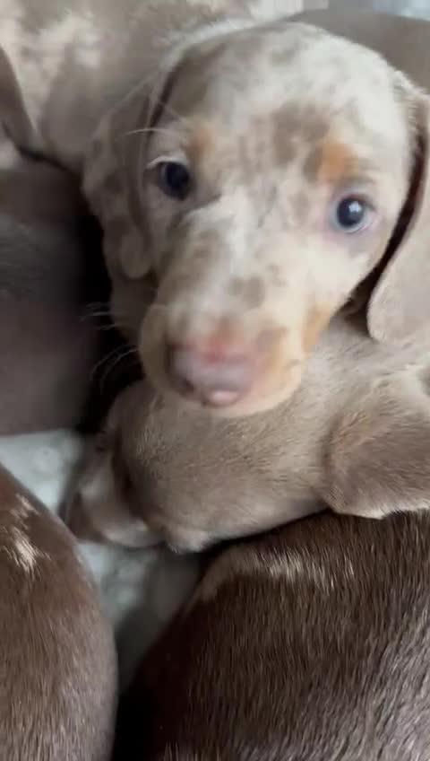 Dachshund dogs for sale: Beautiful Daches  - Video 1