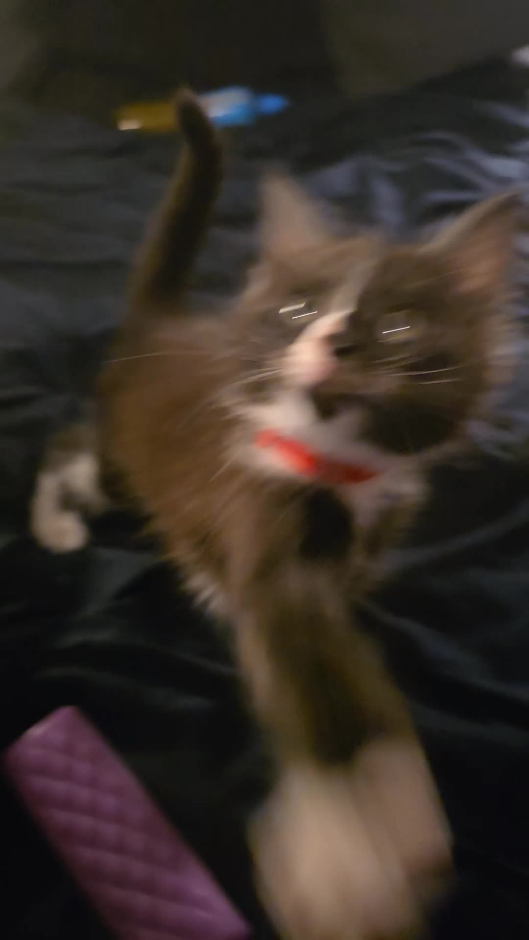 Maine Coon cats for sale: Beautiful Maine Coon Kittens Available - Video 2