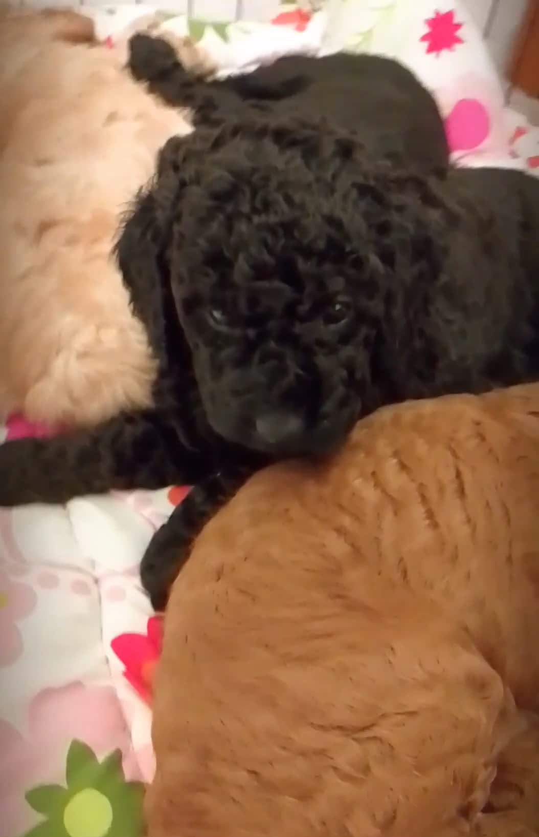 Miniature Poodle dogs for sale: *Last Puppy* Miniature Poodle *KC Registered* - Video 1