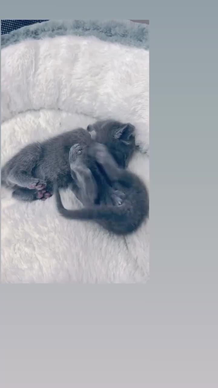 Russian Blue cats for sale: Pure Breed Russian Blue Kittens - Video 1