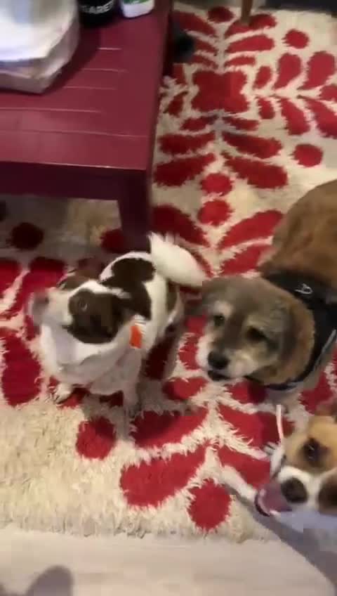 Miniature Pinscher dogs for adoption: Rescued Pinscher Girl is Ready to Adopt!  - Video 2