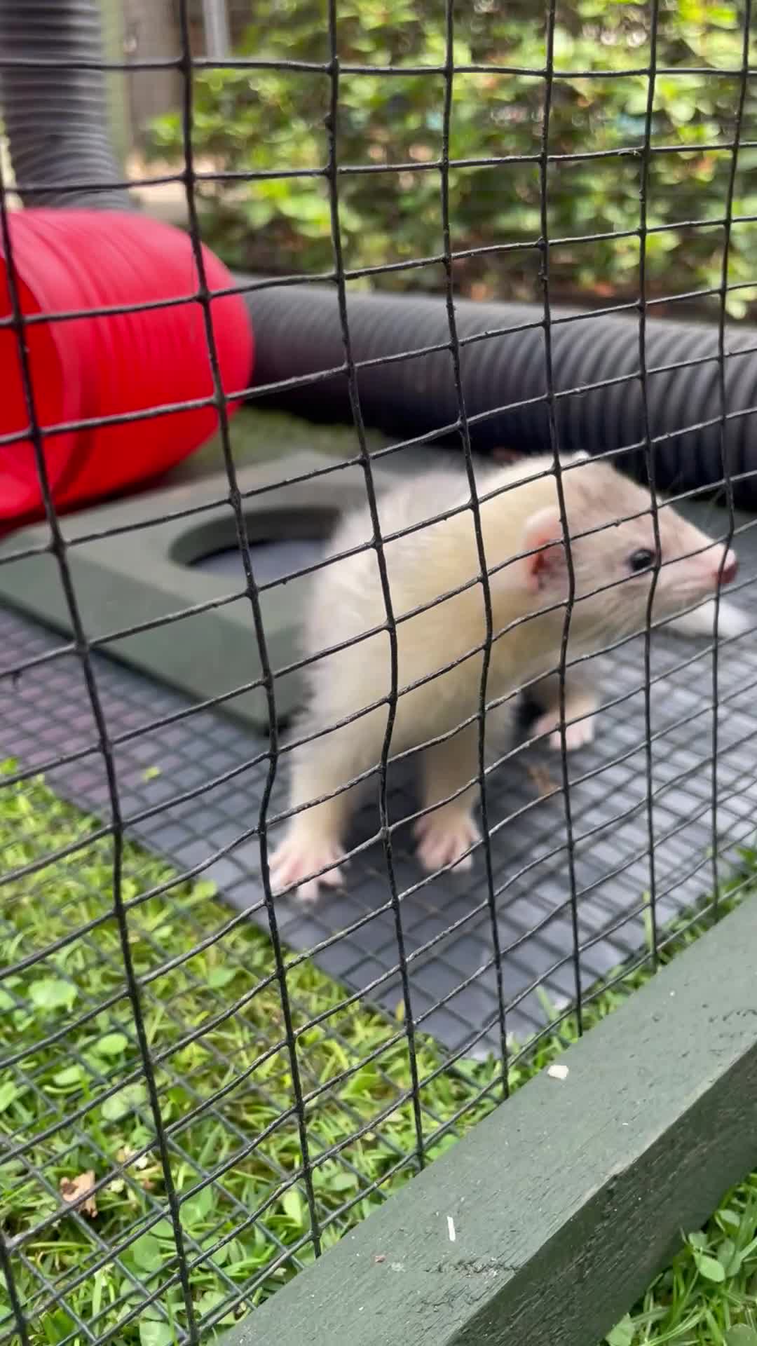 Ferret rodents for sale: 1/2 micro silver mitt Jill  - Video 1