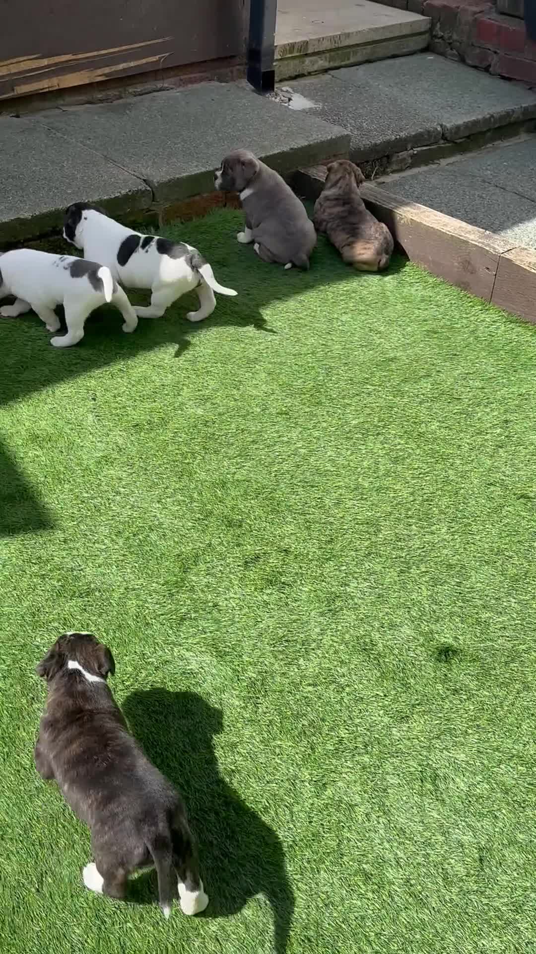 Dorset Olde Tyme Bulldogge dogs for sale: READY TO LEAVE olde tyme bulldogs puppies  - Video 1