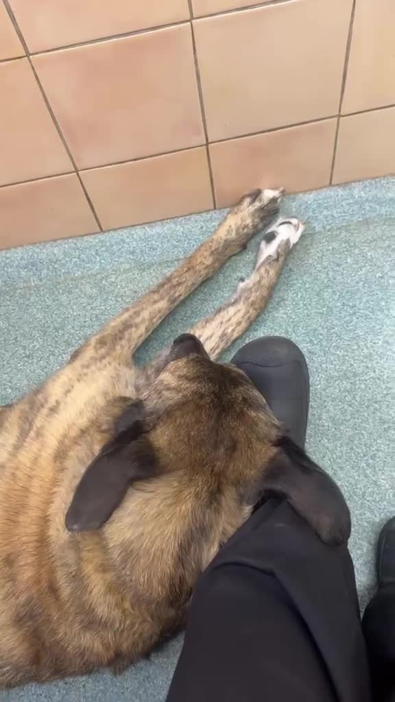Mixed Breed dogs for adoption: Camel - Video 3