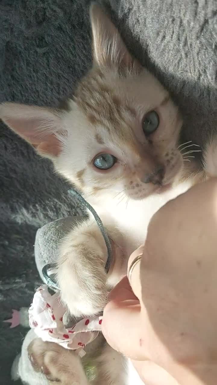 Bengal cats for sale: Pedigree Snow Bengal Kittens  - Video 1