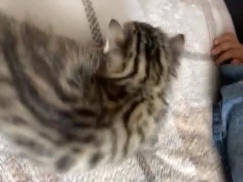 Bengal cats for sale: Bengal kittens  - Video 1