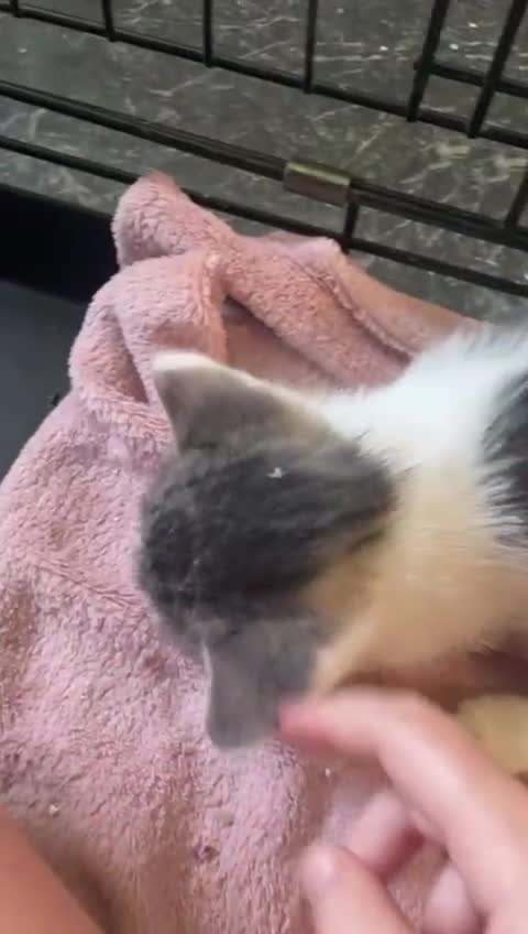 Domestic Shorthair cats for sale: 4 beautiful mixed kittens - Video 2