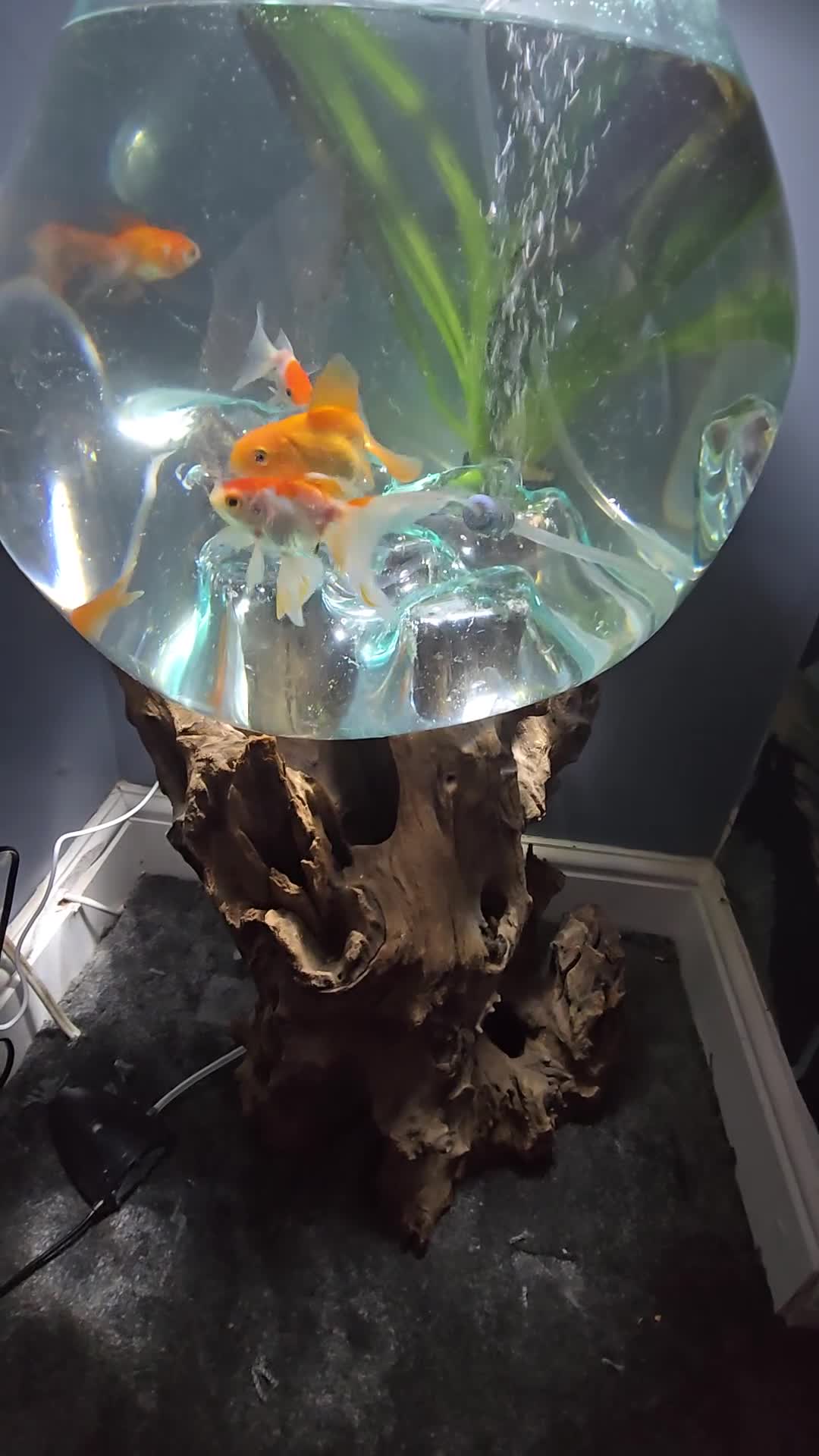 Fancy Goldfish fish for sale: Unique fish tank with stand - Video 1