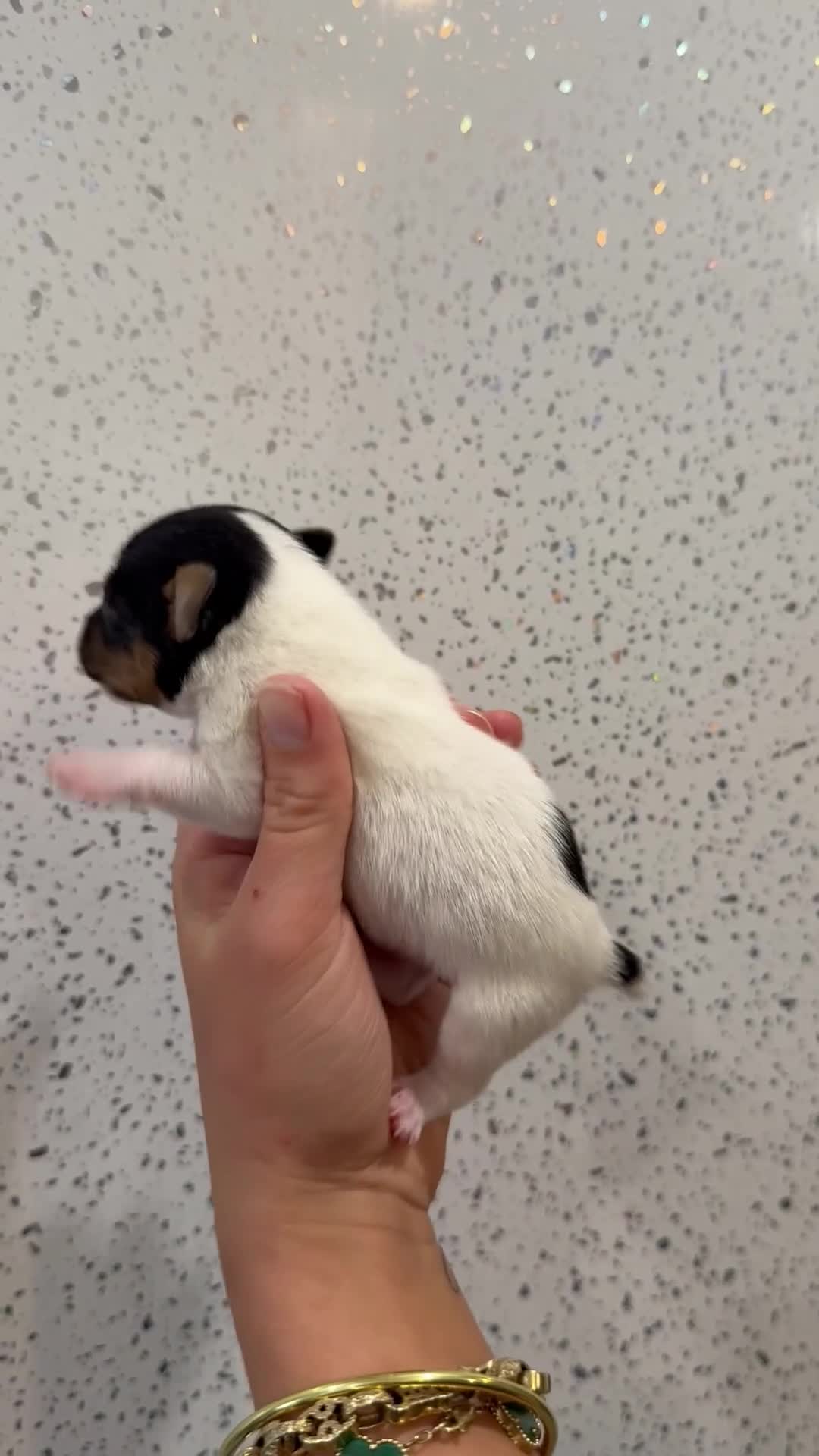 Jack Russell dogs for sale: Traditional Jack Russell Puppies  - Video 2