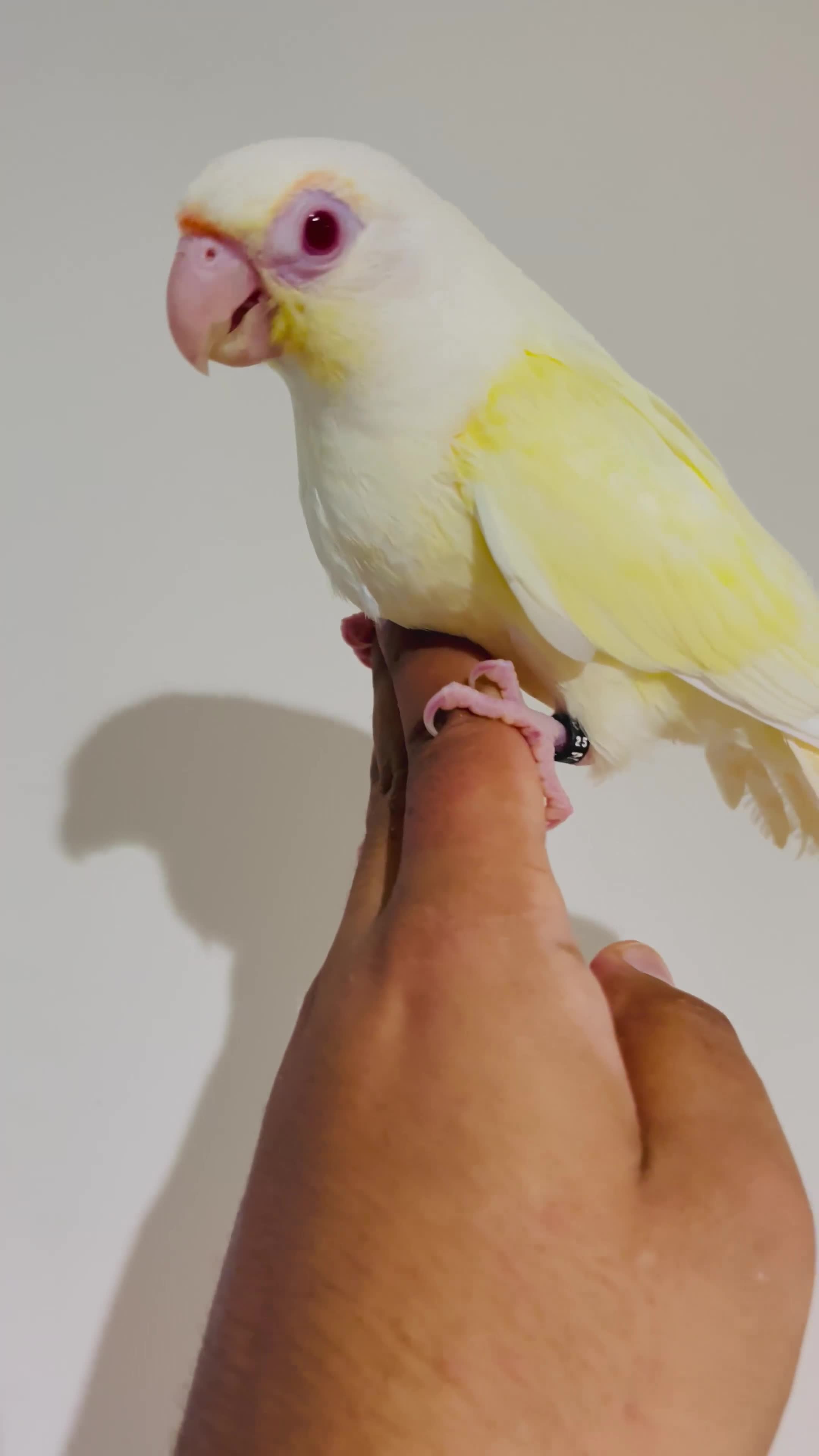 Conures birds for sale: Hand reared conures for sale - Video 3