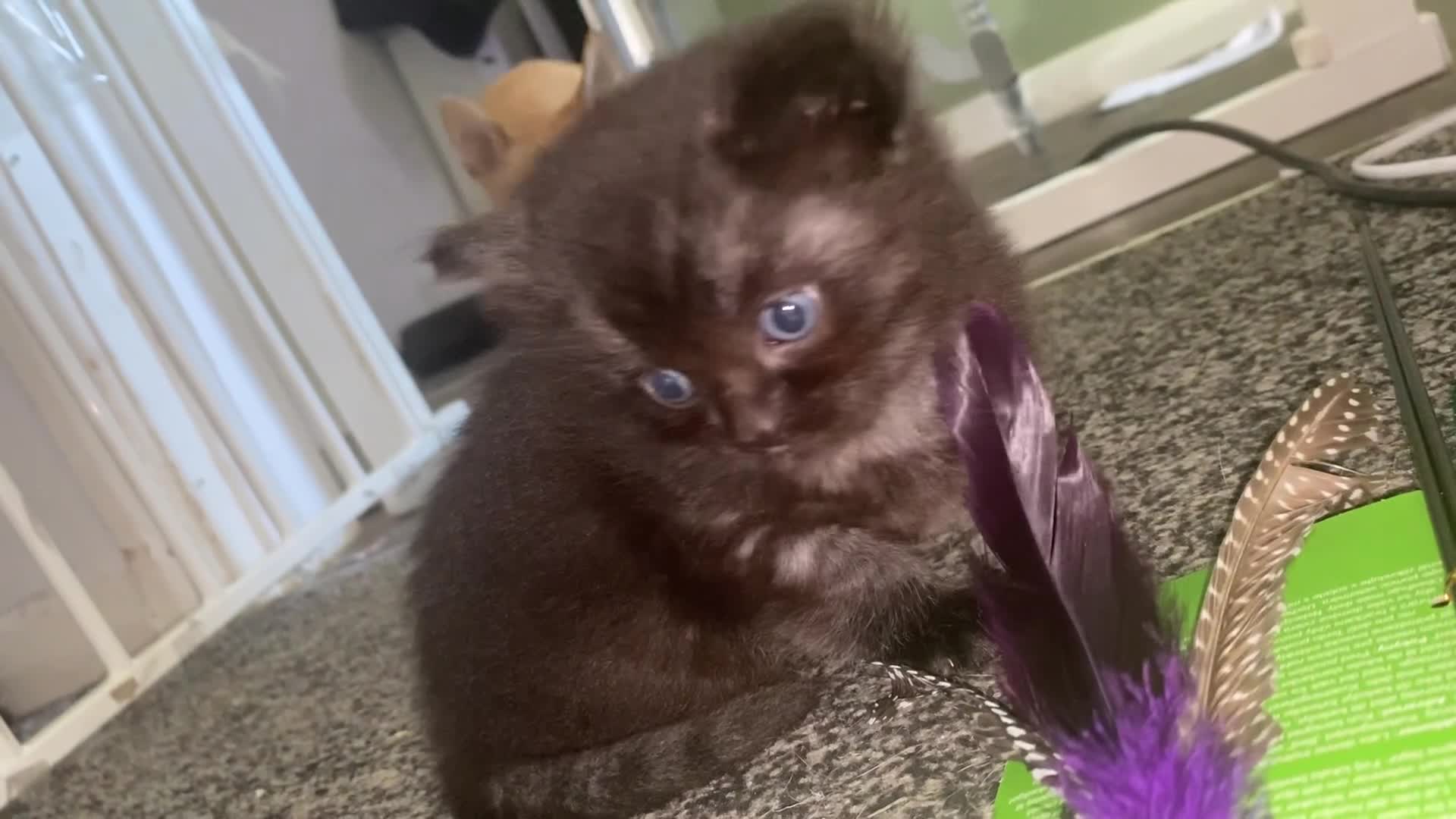 Mixed Breed cats for sale: Mainecoon and british shorthair mix  - Video 2
