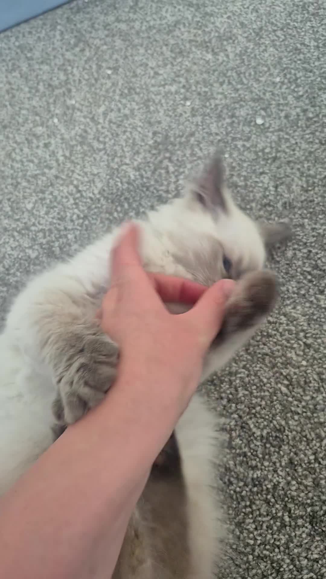 Ragdoll cats for sale: Stunning registered male ragdoll  - Video 1