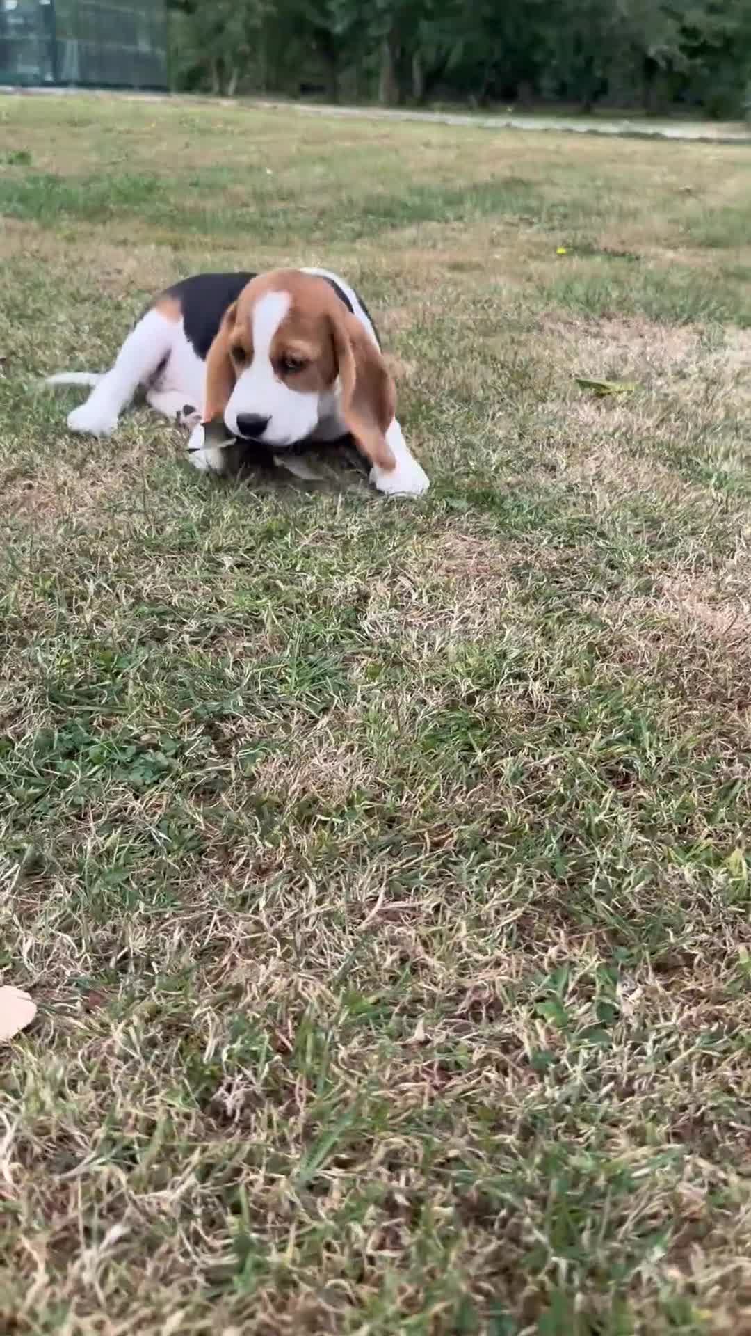 Beagle dogs for sale: BEAUTIFUL RKC PUPPIES FROM RENOWNED TOP BREEDER  - Video 1