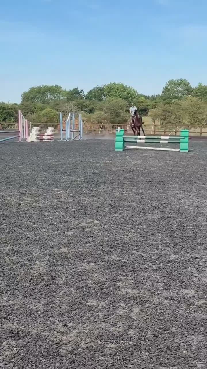 Irish Thoroughbred horses for sale: Perfect allrounder  - Video 3