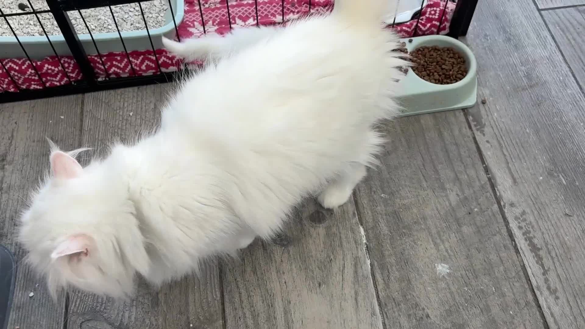 Persian cats for sale: Pure chinchilla doll face Persian kittens - Video 2