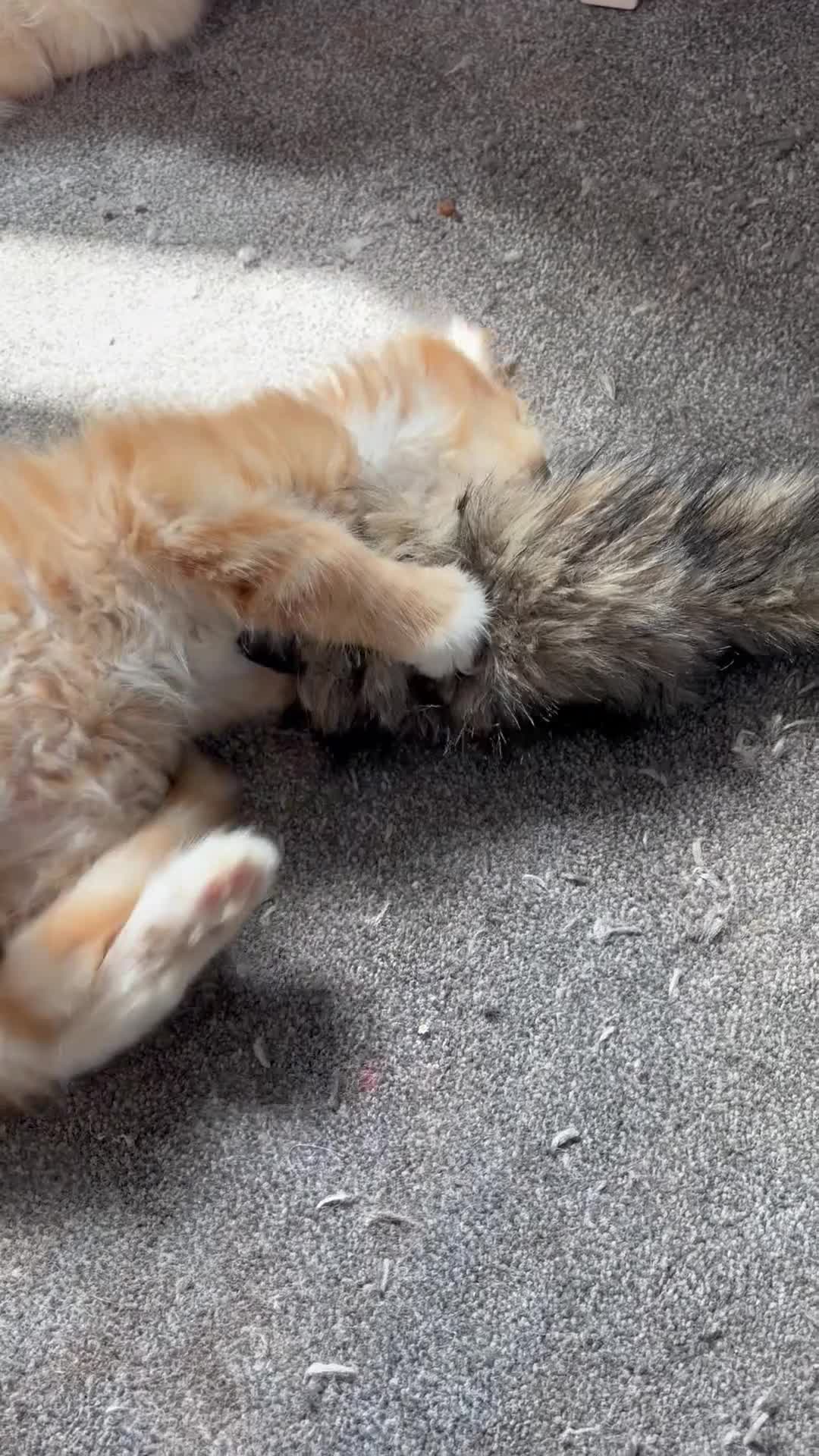 Maine Coon cats for sale: Stunning XL Russian Maine Coon kittens - Video 2