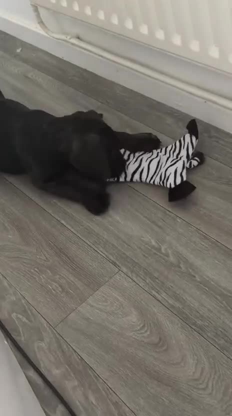 Cane Corso dogs for sale: Beautiful cane corso girl - Video 2